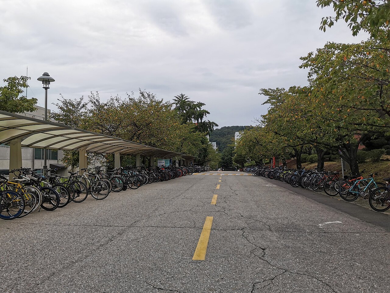 KAIST's campus road